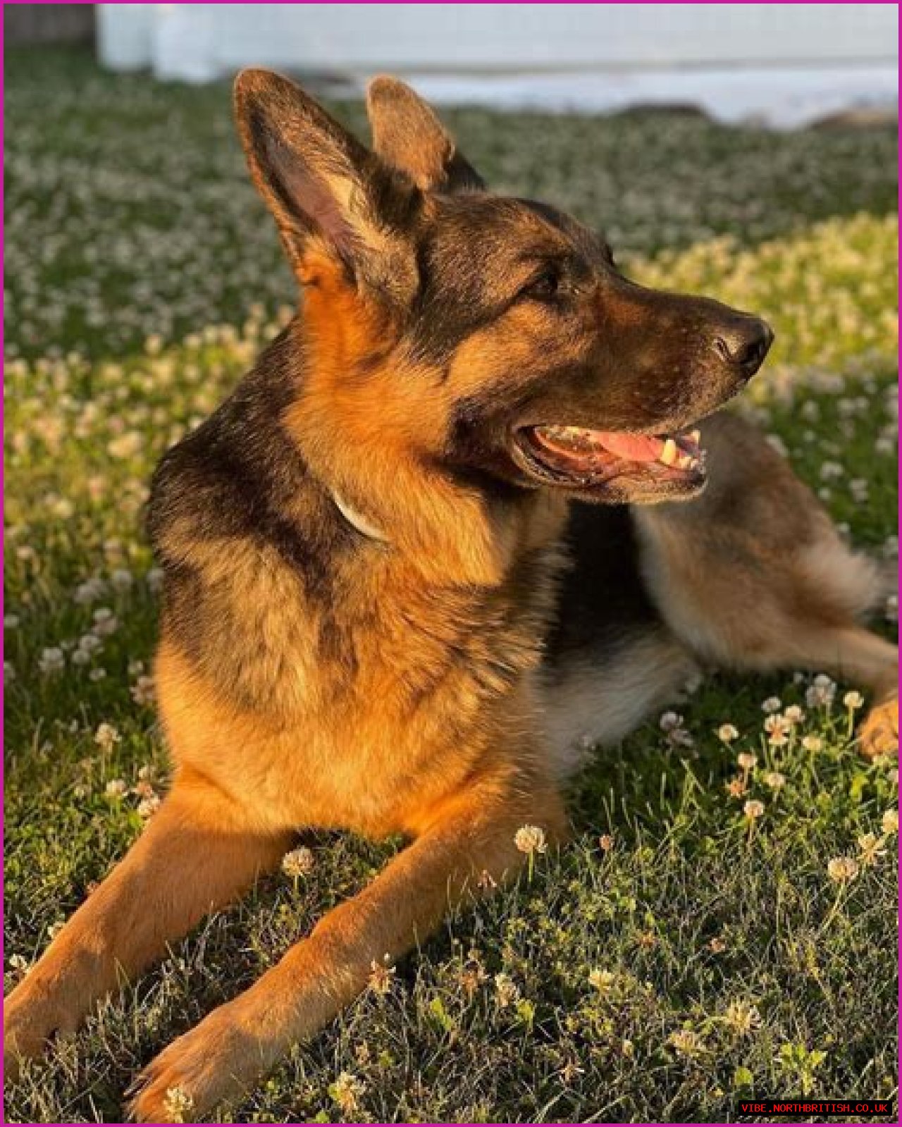 Finding The Perfect German Shepherd: GSD For Sale In VA